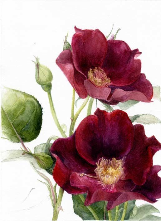 dark wild rose