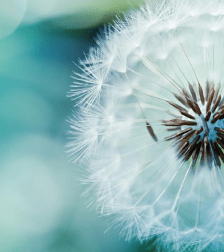 close up dandelion seeds