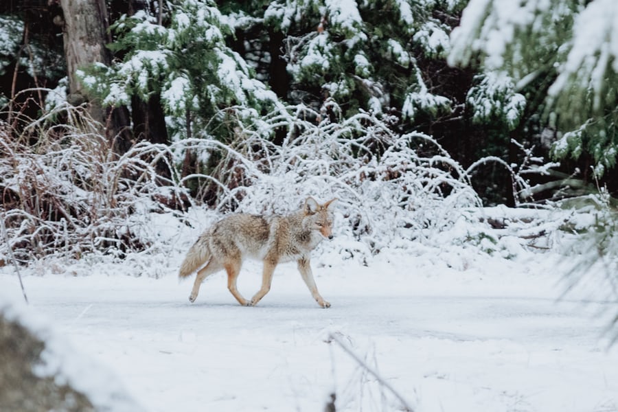 wolf